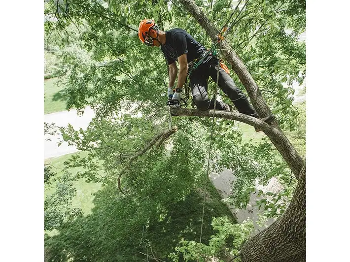 scie_top_handle_stihl_ms-194t_3.webp